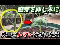 【ミニトマト】プランターでの挿し木の育て方 【家庭菜園】