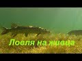 Ловля щуки на живца с берега. Супер уловистая снасть.