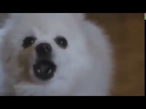 Video: Honden dekken 