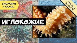 Тип Иглокожие. Биология 7 класс. Классы иглокожих, строение, характеристика. Морские звезды, ежи... Тип Иглокожие. Биология 7 класс. Классы иглокожих, строение, характеристика. Морские звезды, ежи...