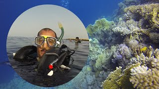 رحلة غوص البحر الاحمر | ينبع | راس الشبعان | شعاب مرجانية / Dive Trip Yanbu Ras Shabaan| Coral Reef