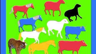 Green Screen animasi hewan bergerak warna warni : kuda, kambing, sapi dan harimau No Copyright