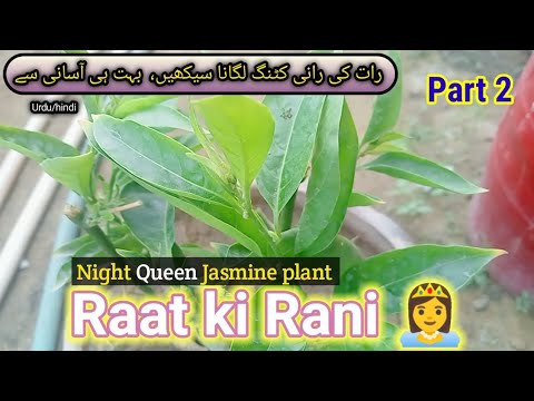How To Grow And Care Night Queen I How To Grow Raat Ki Rani Plant. Raat Rani Plant.