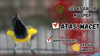 Pancingan Sogon Gacor Atasi Sogon Trotol Macet Langsung Bunyi Pagi Siang Malam Part 160