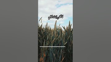 مثل الحياة الدنيا كماء أنزلناه من السماء #تلاوات #قرآن #quran