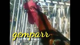 Download Lagu pelung juara suara panjang dan merdu MP3