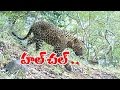 Forest staff efforts to catch leopard in Medak; six injured