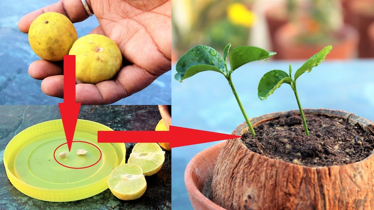 How To Grow A Lemon Tree From Seed Easiest Method To Grow Lemon Tree