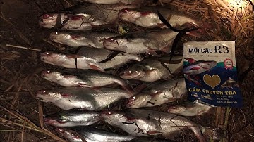 Cám R3 câu cá tra sông #camr1 #camr2 #camr3 #fishing #catrasong