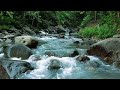 Forest Ambience - Beautiful Stream Sounds for Peaceful Sleep, Rest,Focus Study, Medicine