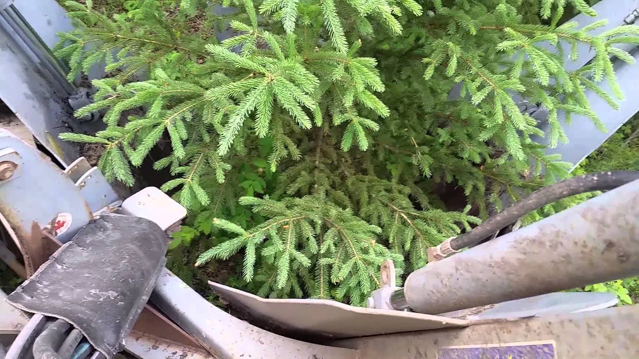 Planting Spruce Trees with a tree spade YouTube