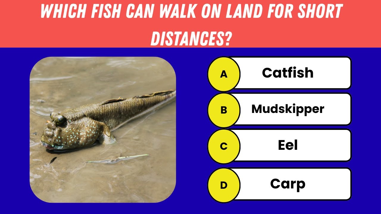 🐟 Fish Quiz | 20 Amazing Fish Questions You Didn’t Know! - YouTube