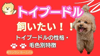 トイプードル飼いたい毛色別性格と特徴