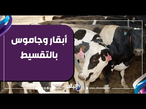 الزراعة تدعم إنتاج الألبان وتطرح أبقار وجاموس بالتقسيط على 5 سنوات نائب وزير الزراعة يوضح التفاصيل