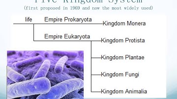 Classifaction 4  5 Kingdoms vs  3 Domains