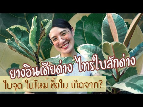 ยางอินเดียด่าง ไทรใบสักด่าง ใบไหม้ ทิ้งใบ ตอบหมดทุกคำถามและการดูแล