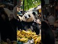 Panda's Banana Adventure: From Plantation to Market & Noodle Feast