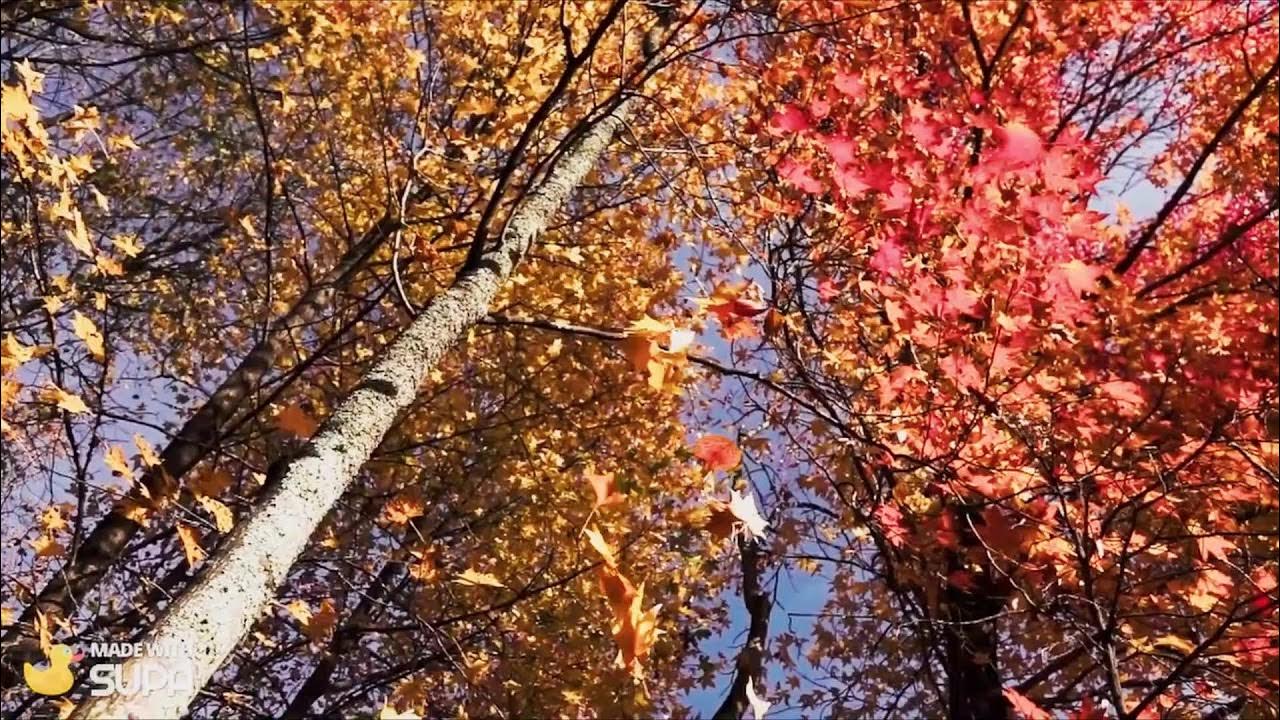 In autumn leaves fall from the trees. In autumn leaves fall from the trees