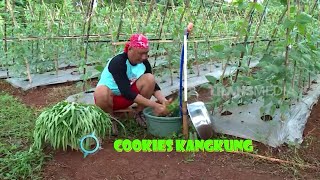 COOKIES KANGKUNG | JEJAK SI GUNDUL (11/08/23)