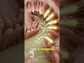 You Eat Avocado… This Is What Happens Inside Your Body #shorts #humanbody #anatomy