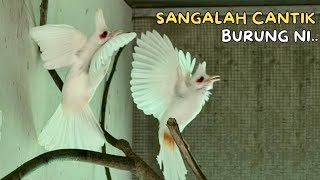 Sepasang Merbah Jambul Putih