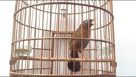 Thumbnail of [ Blue-eyed Singer ] Birds Chinese hwamei Chirping - Beautiful Bird Sounds, Natural Birdsong