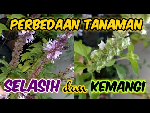 Video: Informasi Tentang Menanam Biji Kemangi