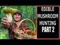 EDIBLE MUSHROOM HUNTING (PART 2) - Foraging for Cep / Porcini / Bolete / Chanterelle