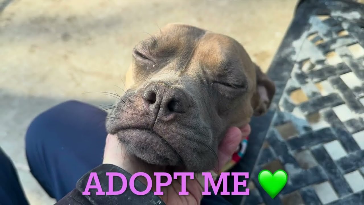 ROMA 243053/ADORABLE/ADOPTABLE DOG/NYCACC/SIACC