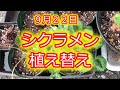 夏越しシクラメン植替/花ごごろの土/１０株中７株成功/オステオ切り戻し後の新芽🌱/ミニひまわり🌻ちーくまくん