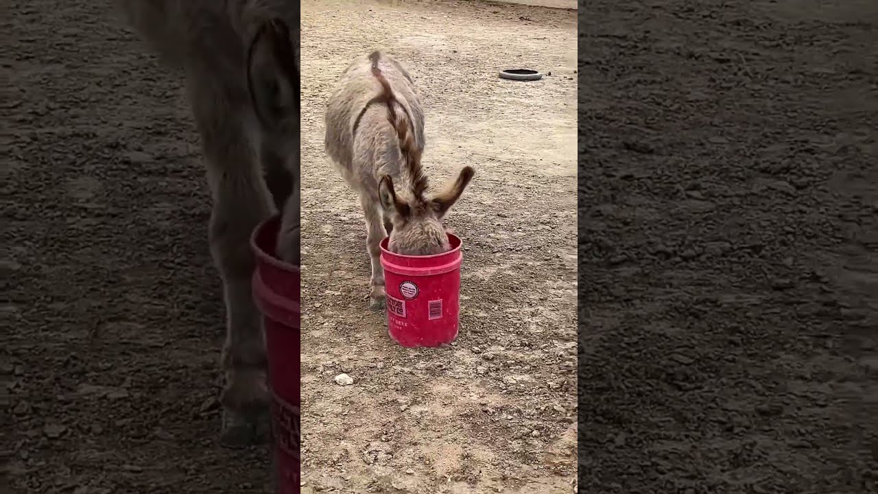Just A Donkey And His Bucket Shorts Shortvideo Bucketlist Animals Onehappyassfarm