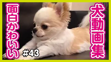 ワンチャン