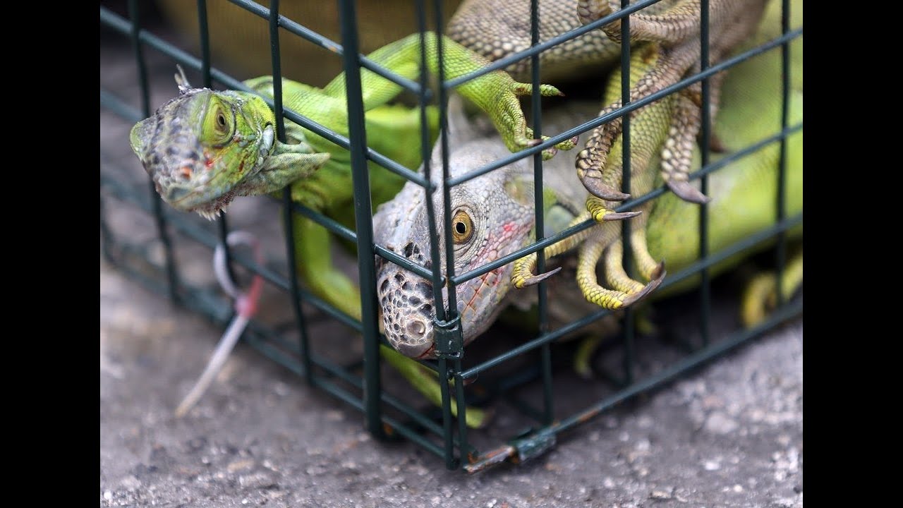 Iguana wrangler traps invasive reptiles across South Florida - YouTube