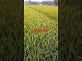 ধানের মাঠ।। #field #global #travel #everyone #explore