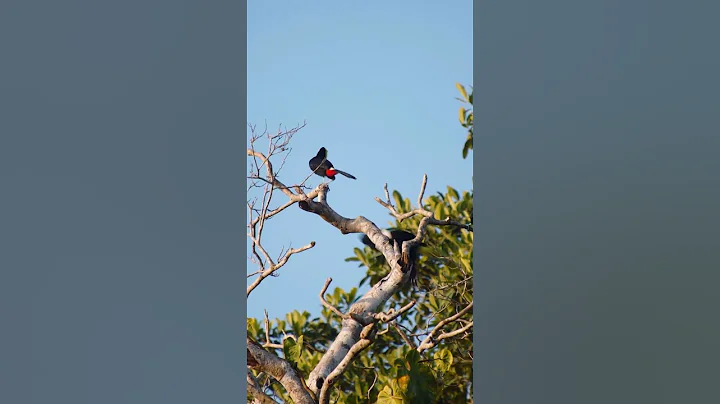 Why Do Toucans Have Such A Large, Colorful Bill? | NATURE Shorts | PBS - DayDayNews
