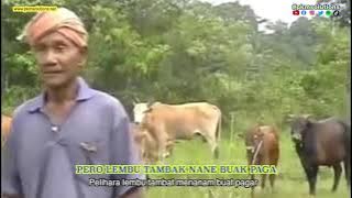 Cikgu Naim - Lembu | Lirik & Subtitle