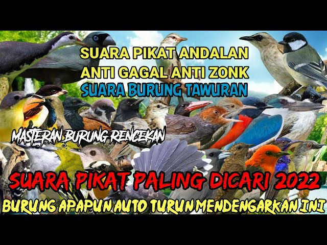 SUARA PIKAT SEMUA JENIS BURUNG KECIL || SUARA PIKAT BURUNG TAWURAN ANDALAN MASTERAN BURUNG RENCEKAN class=