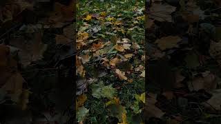 #4season #autumn #blackmetal #nargaroth #herbst