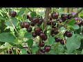 Вишня, яка не стікає соком!!! Сорт Келеріс (cherry Kelleris) для найсмачніших вареників 20.07.2023р