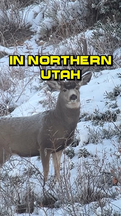 Today I’m Hunting Mule Deer in Northern Utah - YouTube