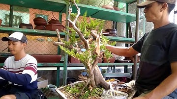 Creating Jin on Juniper Bonsai