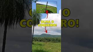 DRONE vs COQUEIRO #drone #minidrone #humor #engraçado #tentenaorir