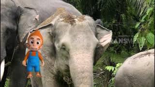 SI OTAN | KISAH SI GAJAH (26/12/18) PART 1