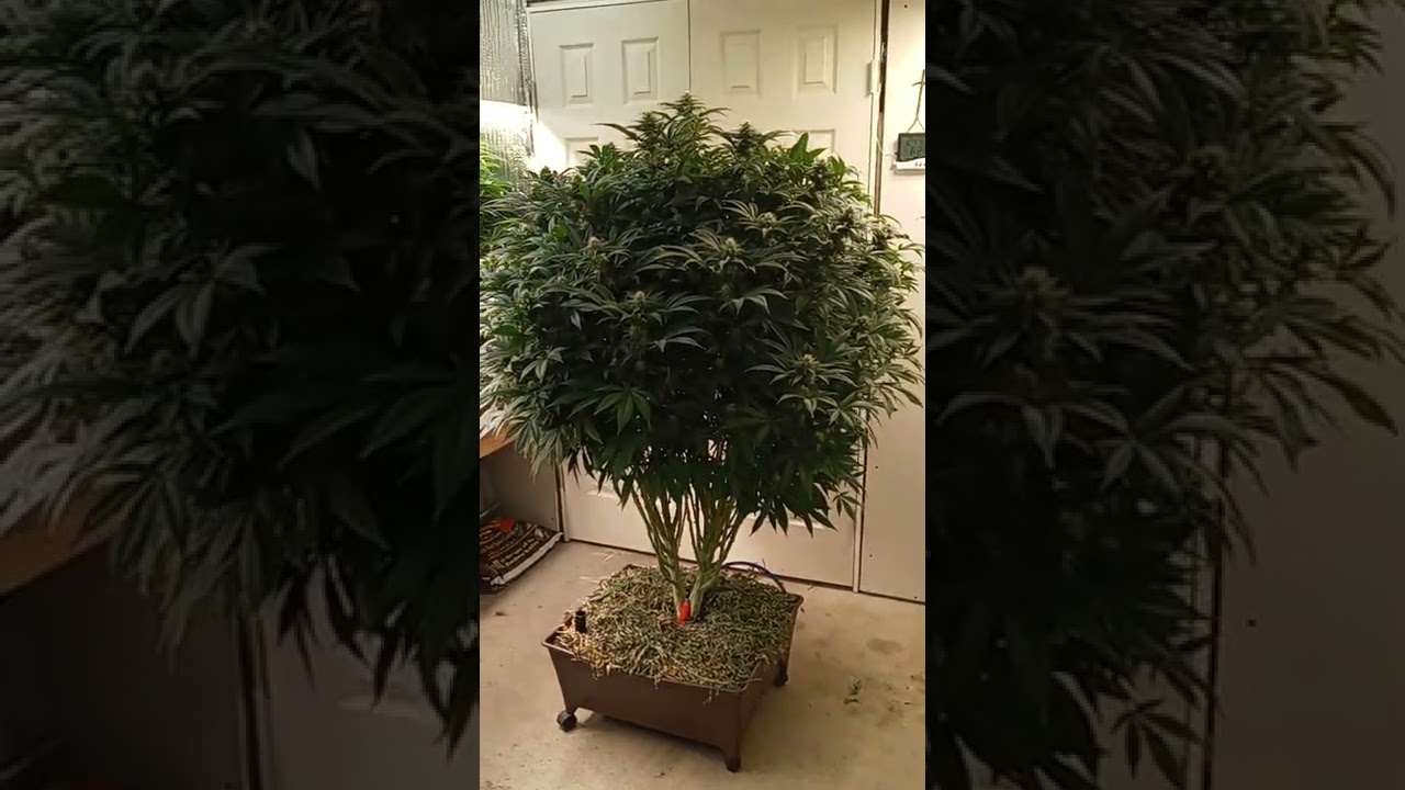 NativeDelta9 - Oklahoma Genetics - WIFI - Week 4 - ND9 Technique -