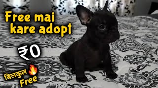 Free Free Free ! French Bull Dog puppy for free adoption🔥🔥🔥 free main adopt kare bilkul free of cost