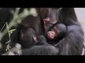 Wild Alpha Male Ape Meets his Baby Twin Chimpanzees in the African Jungle | BBC Studios