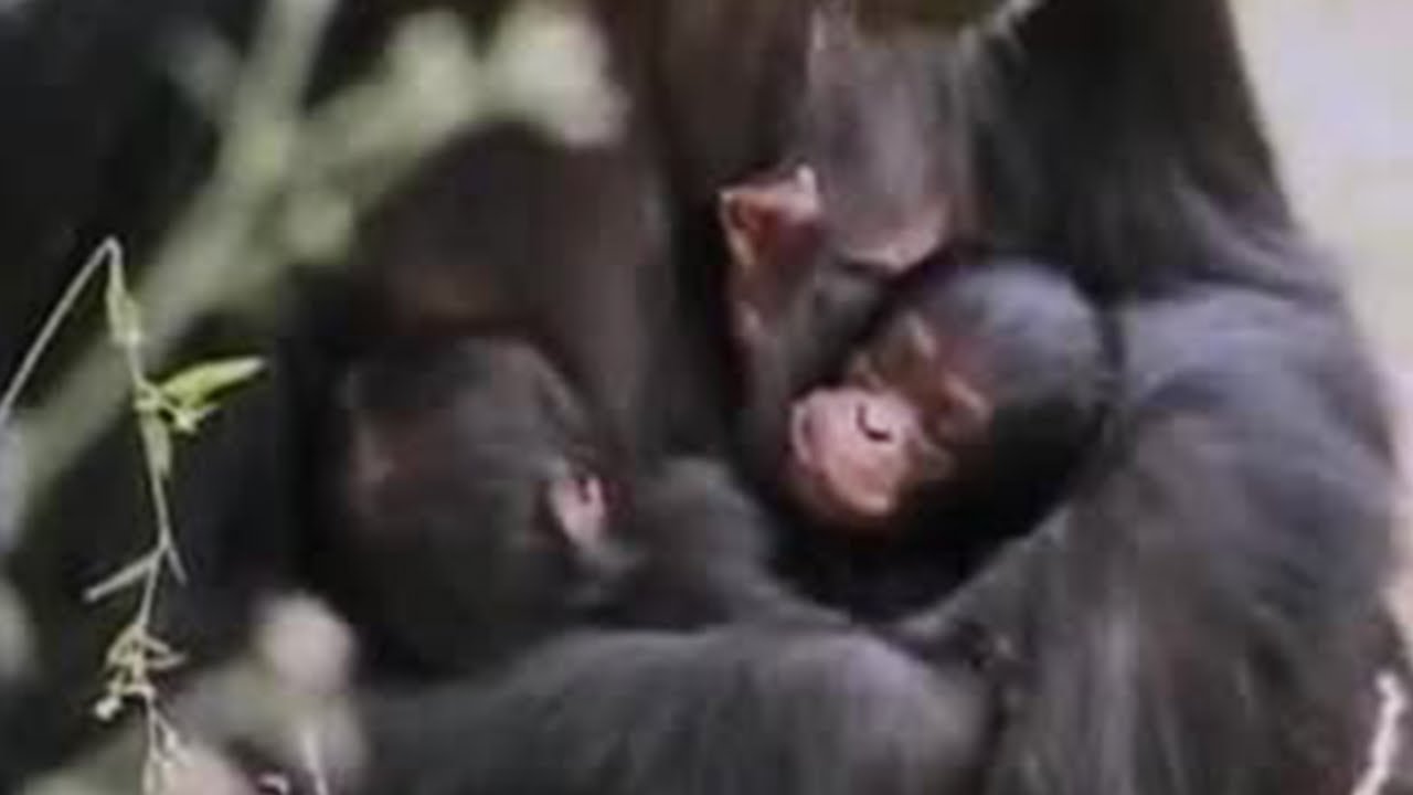 Wild Alpha Male Ape Meets his Baby Twin Chimpanzees in the African Jungle | BBC Studios