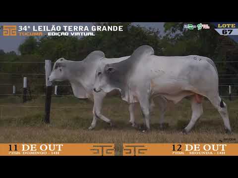 LOTE 067