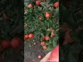 اجمل تفاح احمر في العالم 