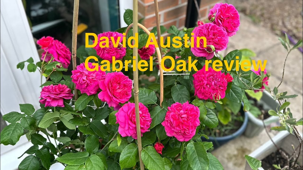 Gabriel Oak David Austin review #davidaustinroses #roseflower #rosegarden #flower #roses #gardentips